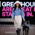 A Bold Five-Day Plan Leads to the UAE’s First Dog Adoption Runway Event